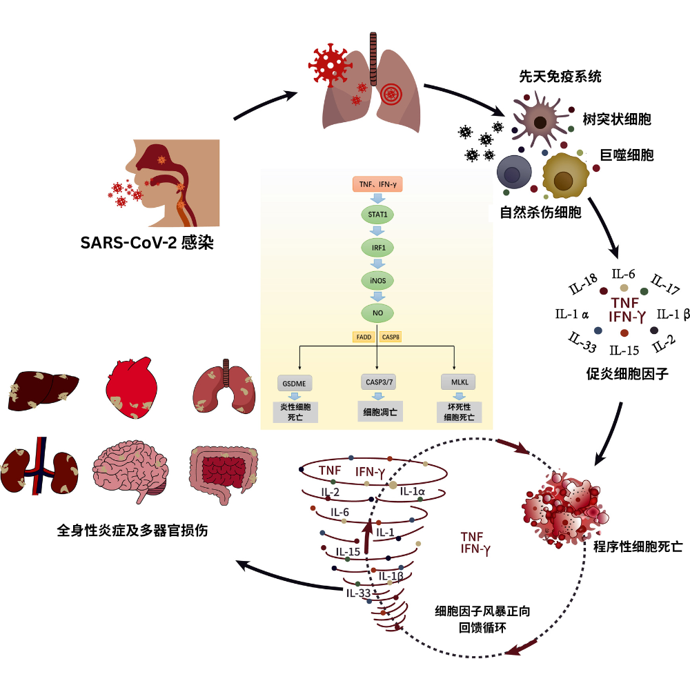 氢气疗法：治疗COVID-19的新途径